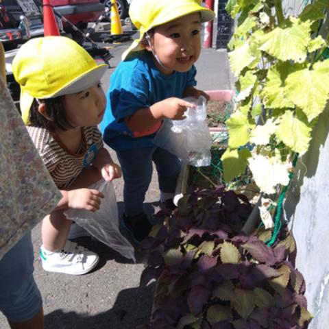 朝顔の花を摘む子どもたち