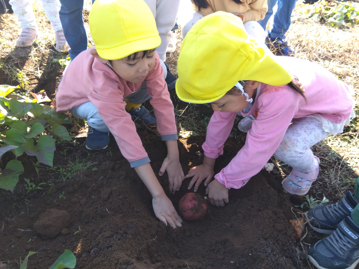 さつまいも掘り