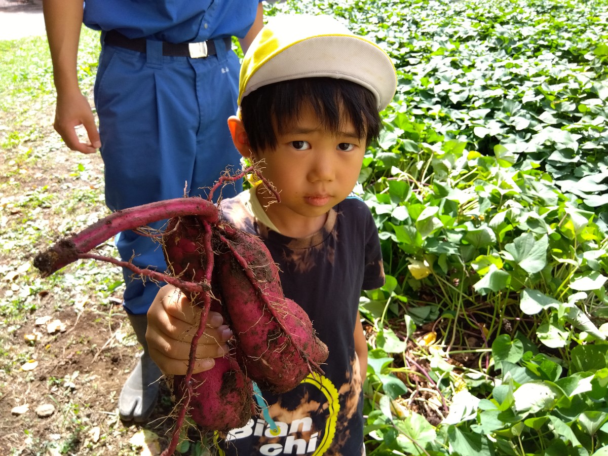 掘り起こしたさつまいもを見せる子ども