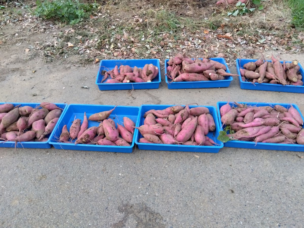 畑で収穫したさつまいも