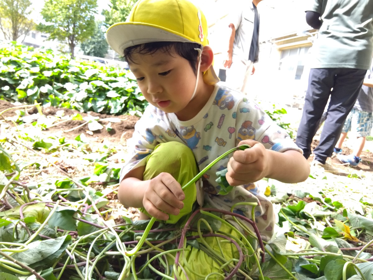 さつまいものツルを引っ張る子ども