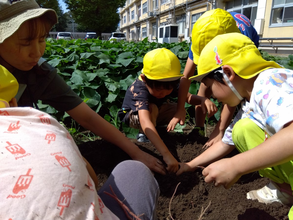さつまいもを掘る子どもたち