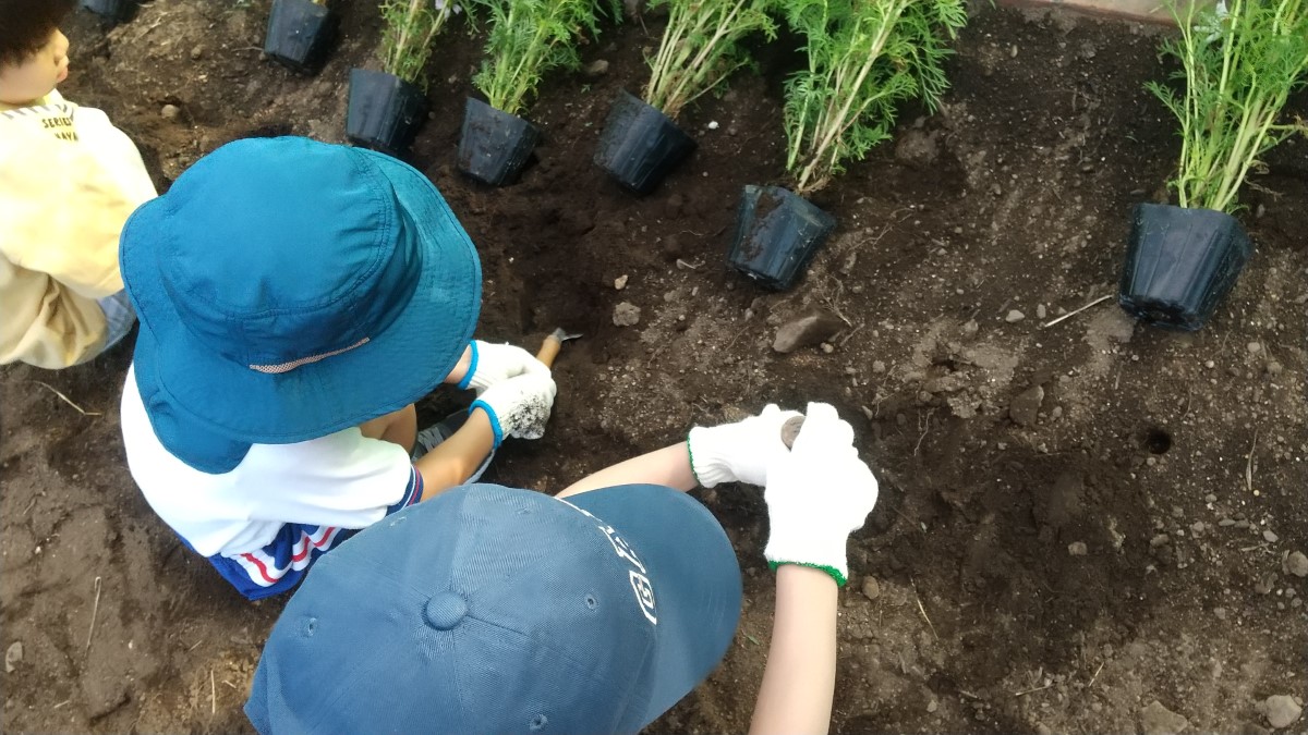 苗を植えるために、シャベルで穴を掘る子どもたち