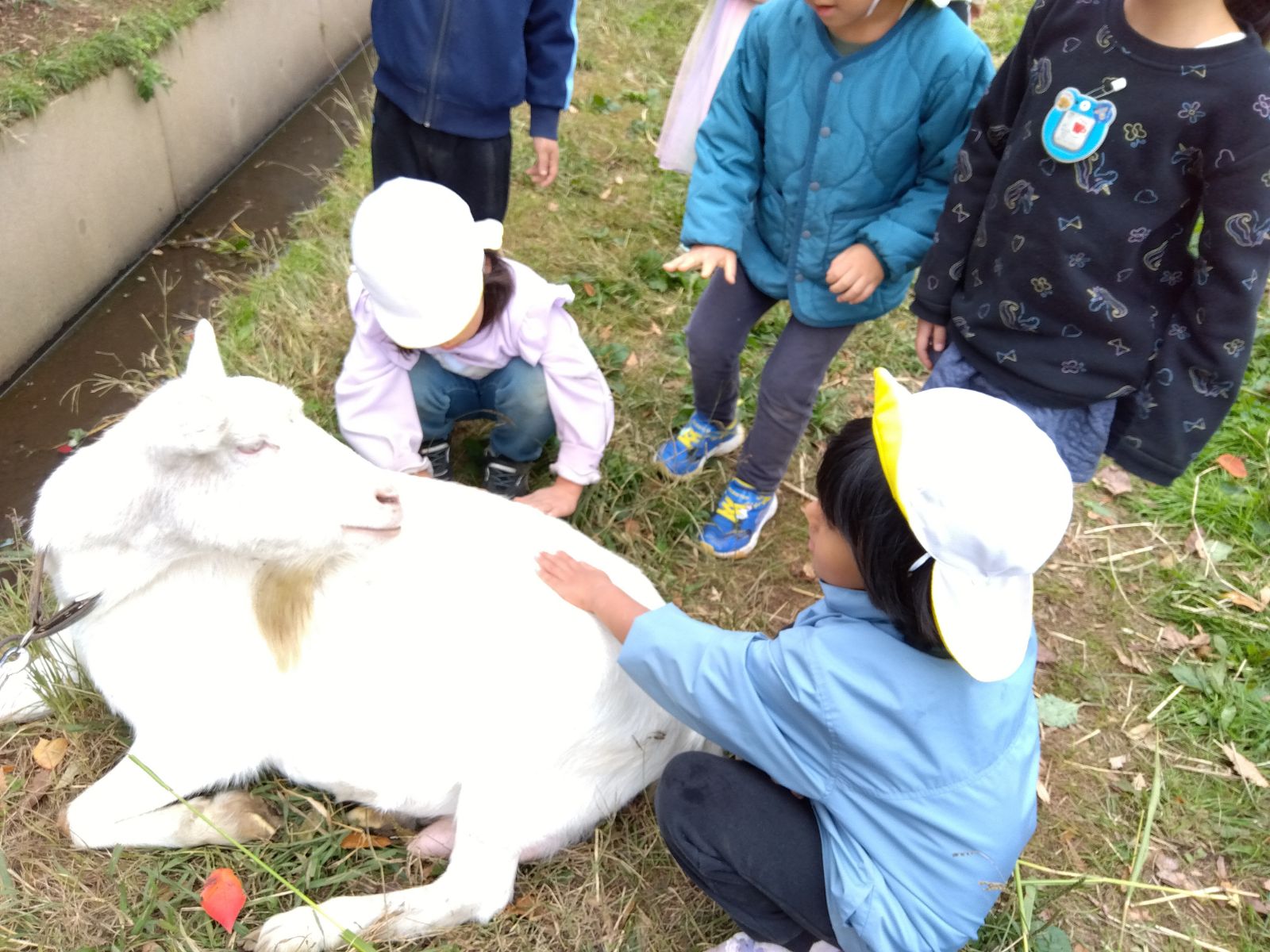 ヤギの背中をなでる子どもたち