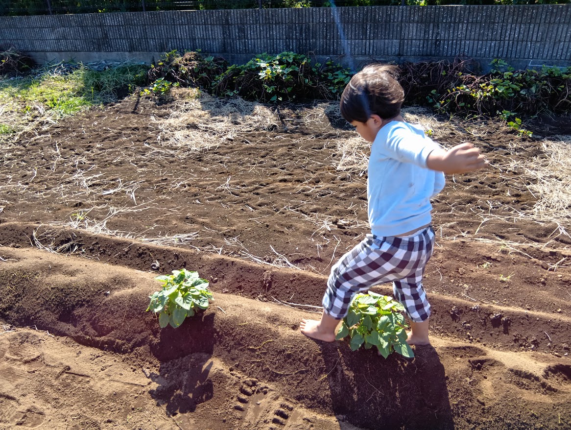 畑で畝の上を歩く子ども