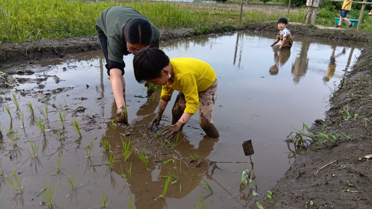 田植えをする子ども