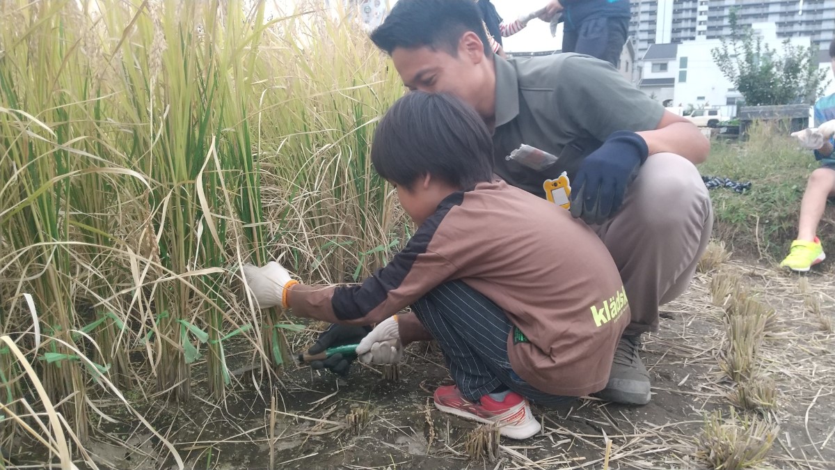 鎌を使って稲を刈る子ども