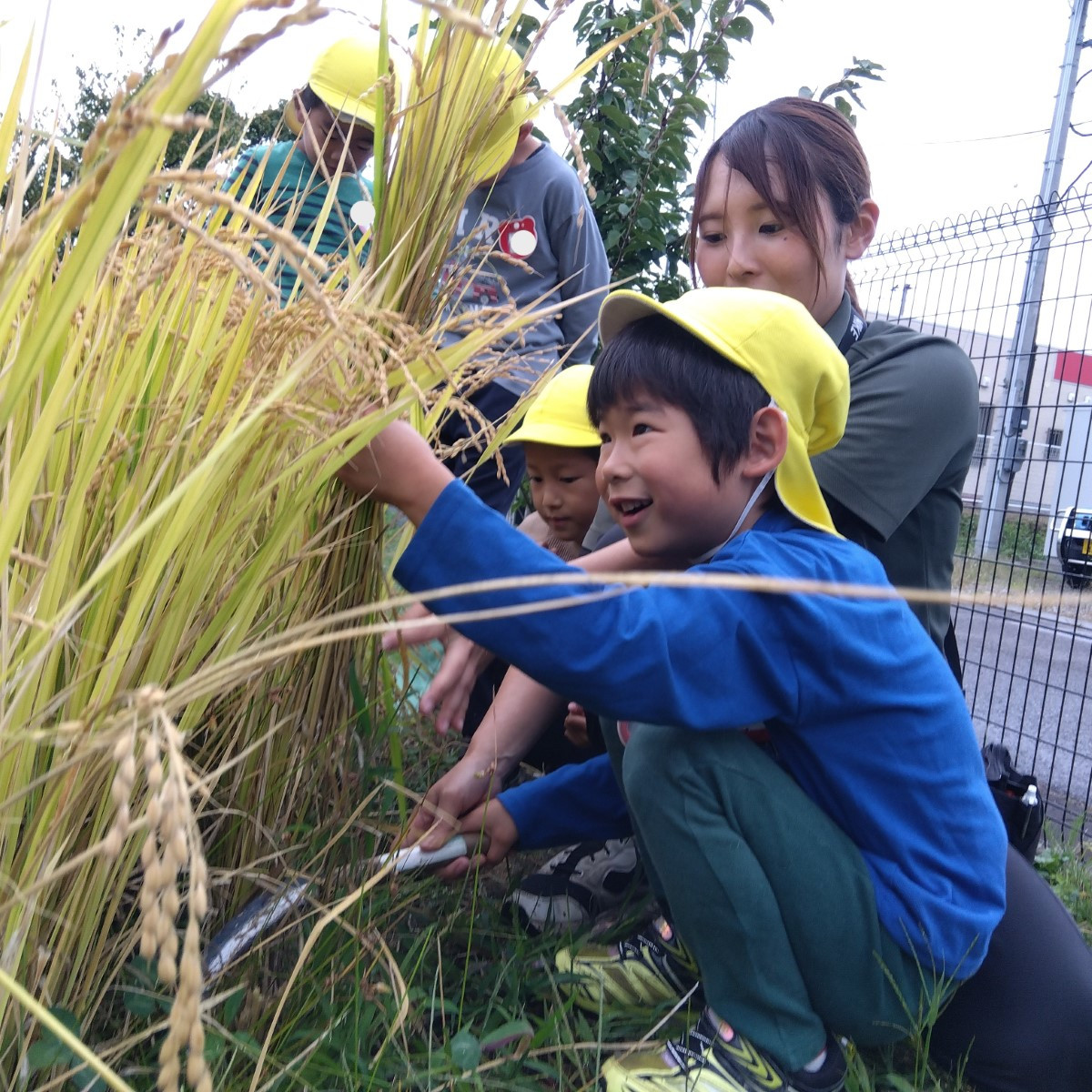 稲刈りをする子どもたち