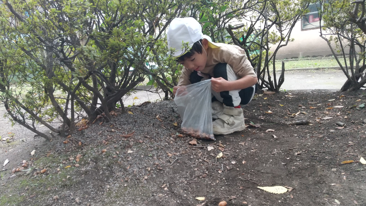 どんぐりを袋に集める
