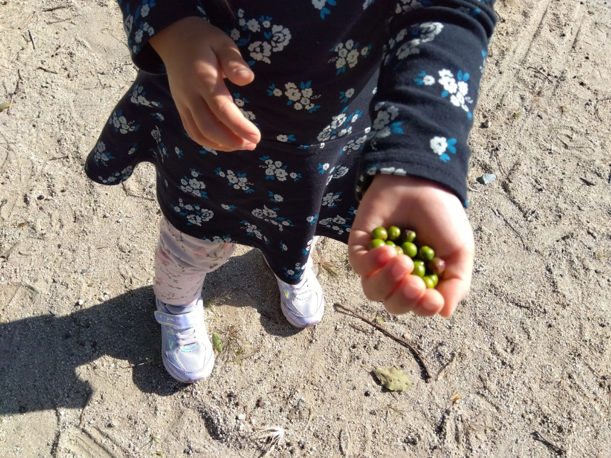 掌にたくさん集めた木の実