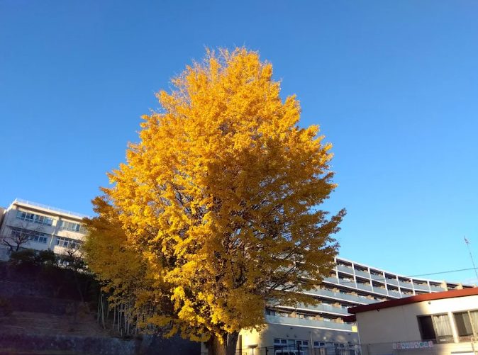 大きなイチョウの木