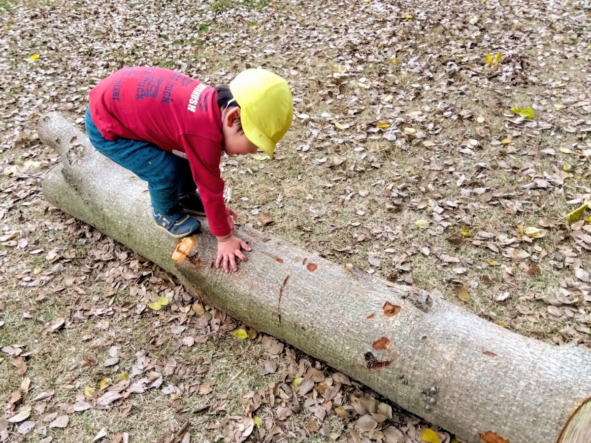大木に手をつく子どものようす