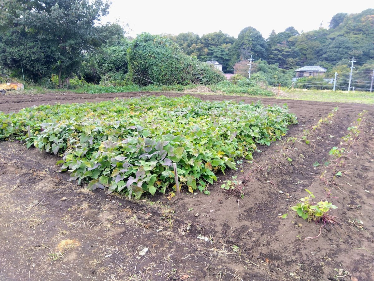 畑の様子