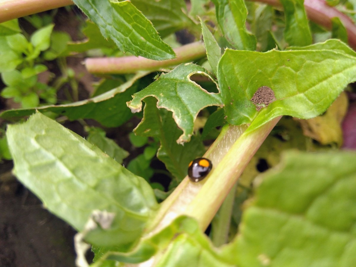 サツマイモの葉にとまるてんとう虫
