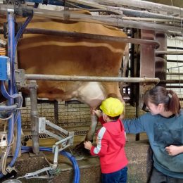 発達支援つむぎ 府中「牛と触れ合う」