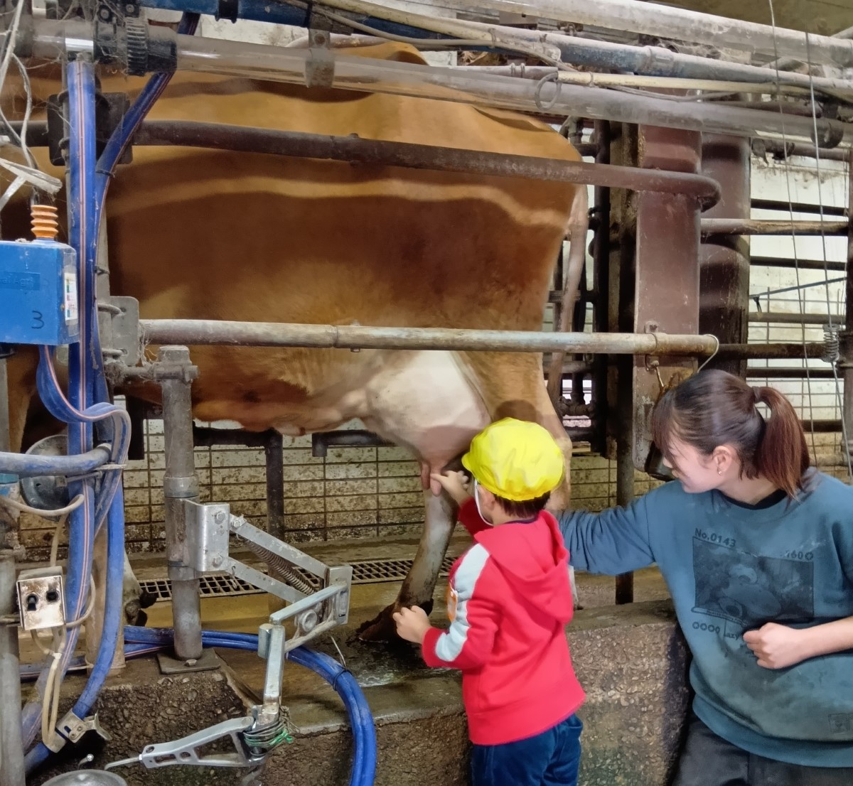 乳しぼり体験をする子ども