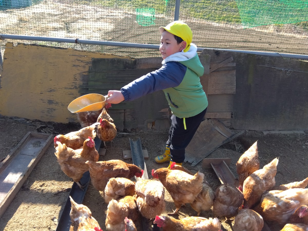 鶏に餌をあげる子ども
