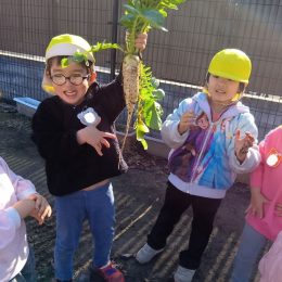三筑どろんこ保育園「収穫した大根でたくあん作りに挑戦」