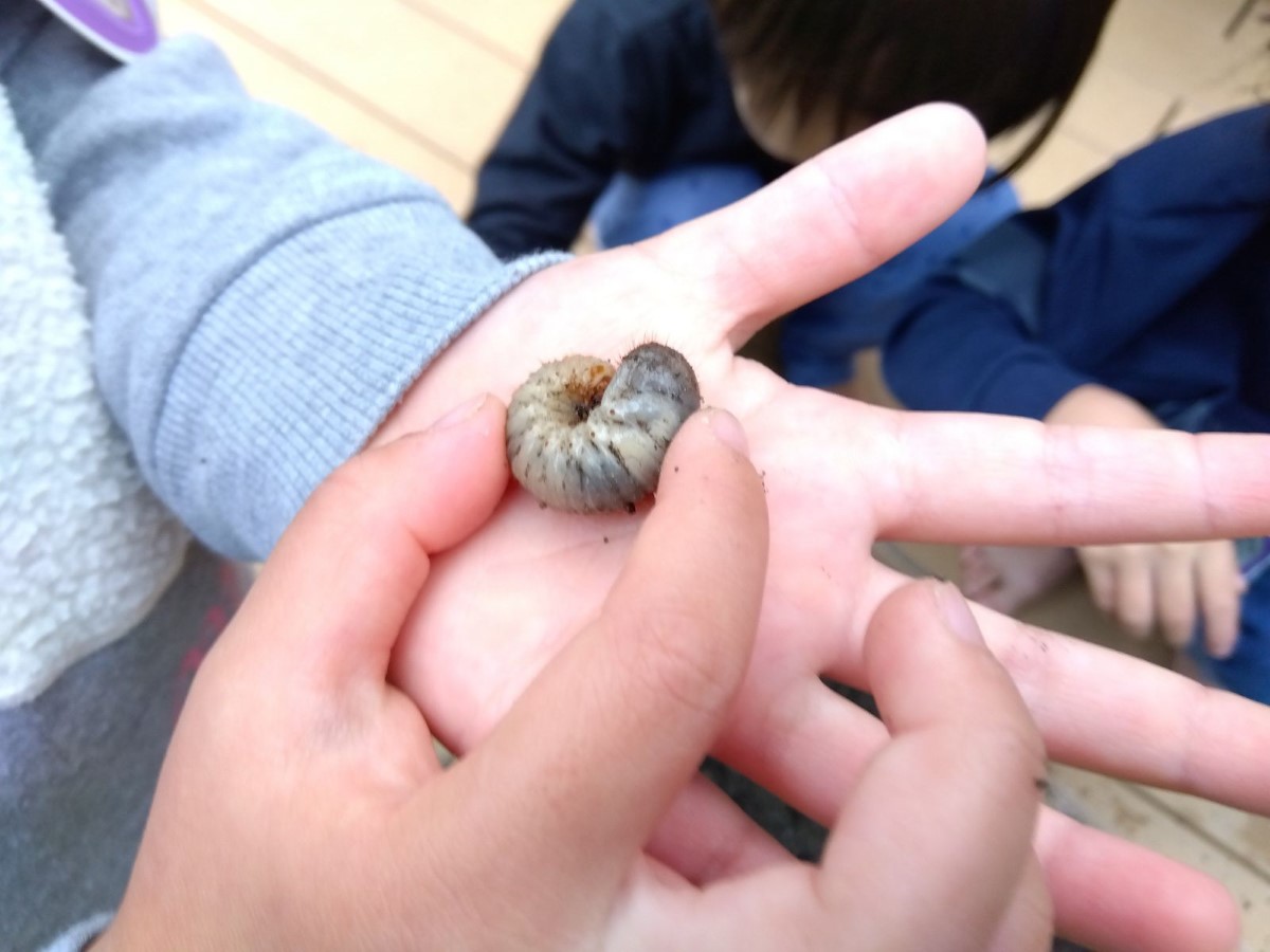 手に幼虫を置く子ども