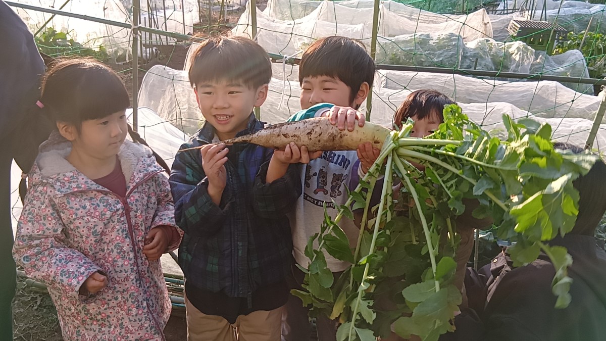 みんなで収穫した大根を持ち上げる子どもたち
