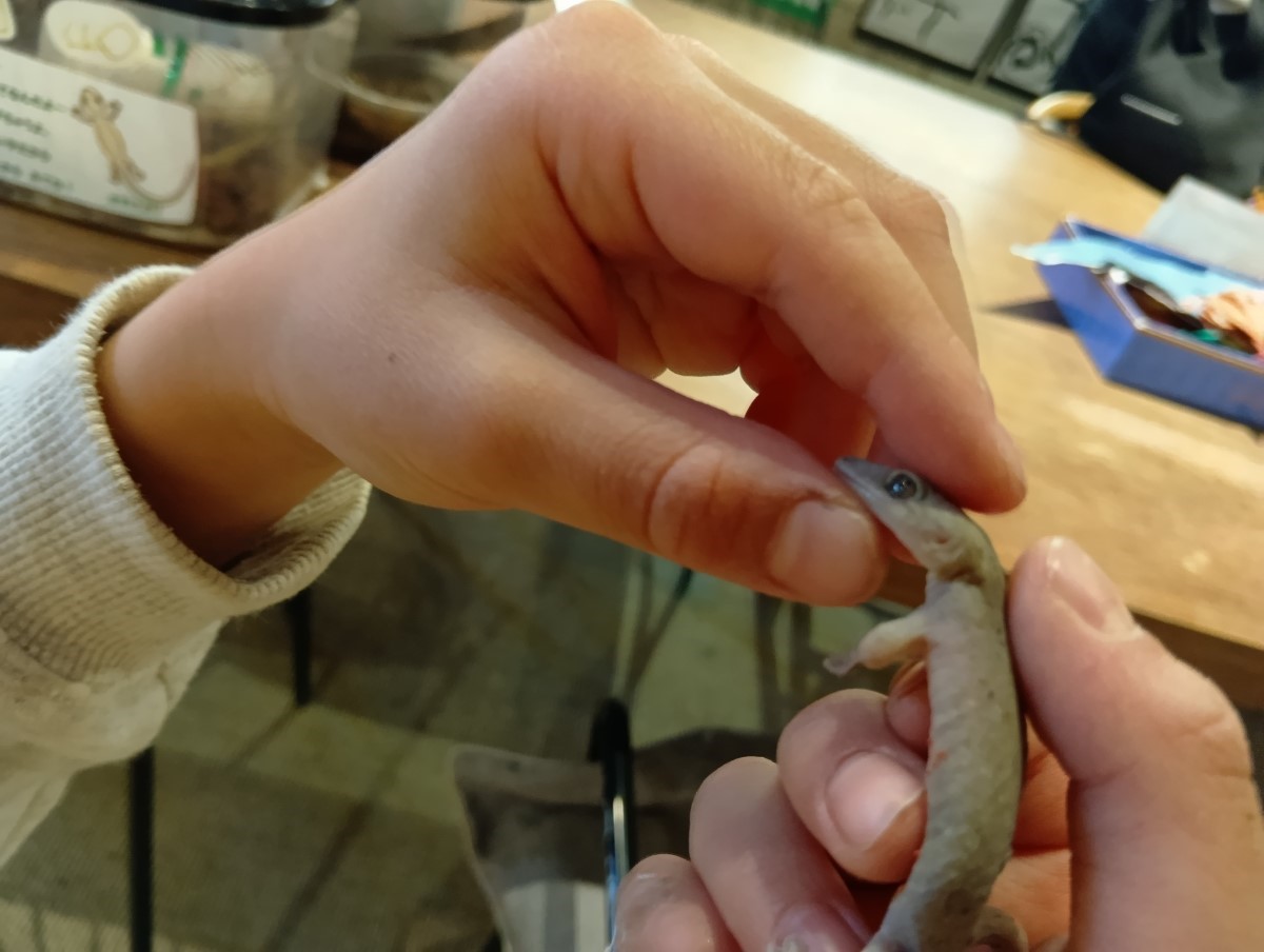 飼育しているヤモリに触れる子ども