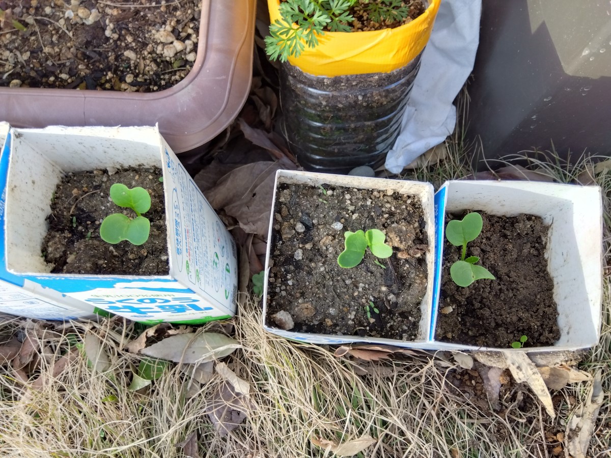 牛乳パックのプランターから大根の芽が出ている