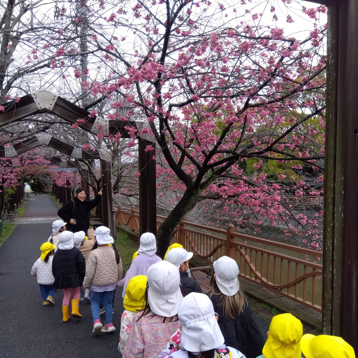 散歩中に梅の花を見上げる子どもたち