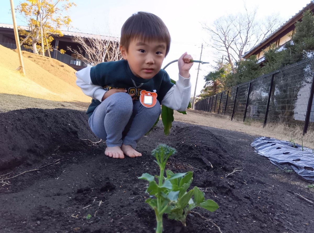 植えられたブロッコリーを眺める子ども