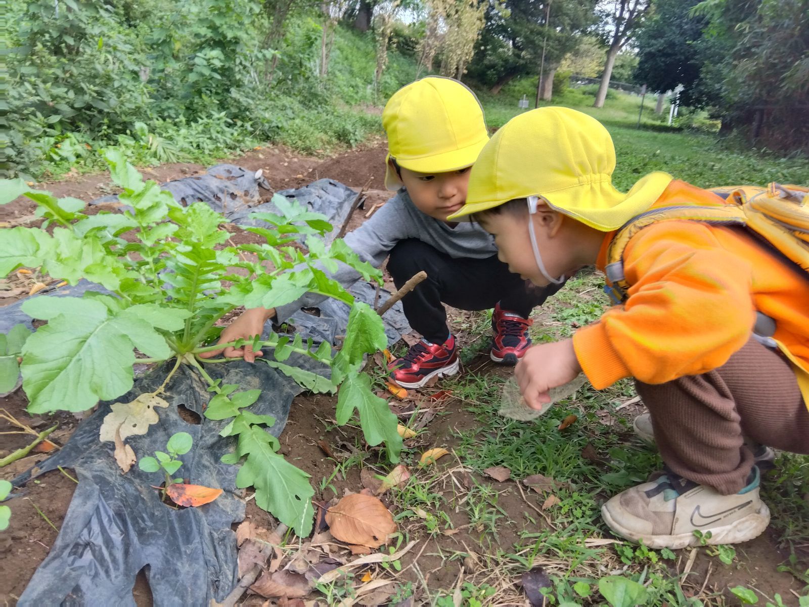 植えられた大根の葉の根元を指差す子どもたち