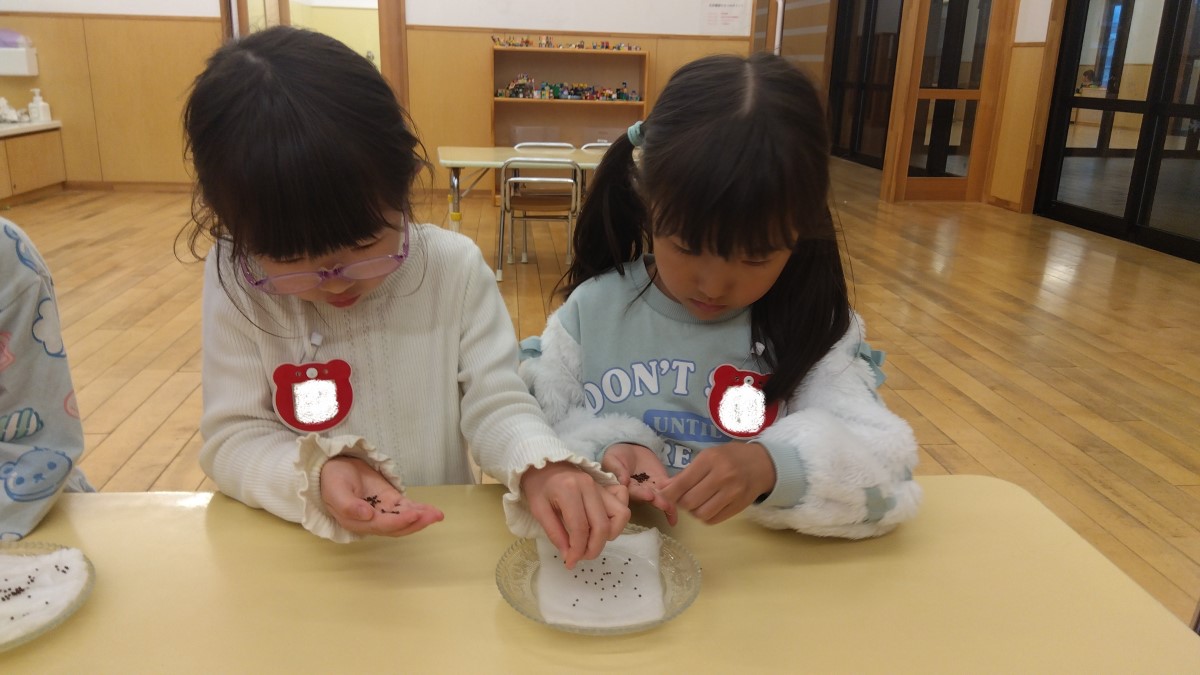 手から容器に移しながら種を数える子どもたち