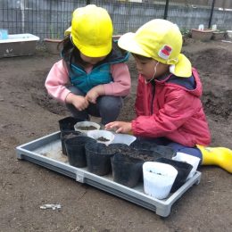 三筑どろんこ保育園「ブロッコリーの種をまこう」