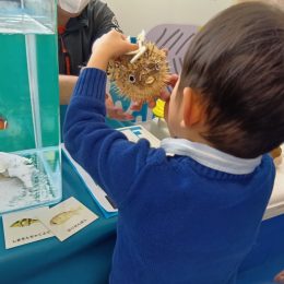 発達支援つむぎ 阿佐ヶ谷「海の生き物について知ろう～移動水族園が来てくれたよ～」