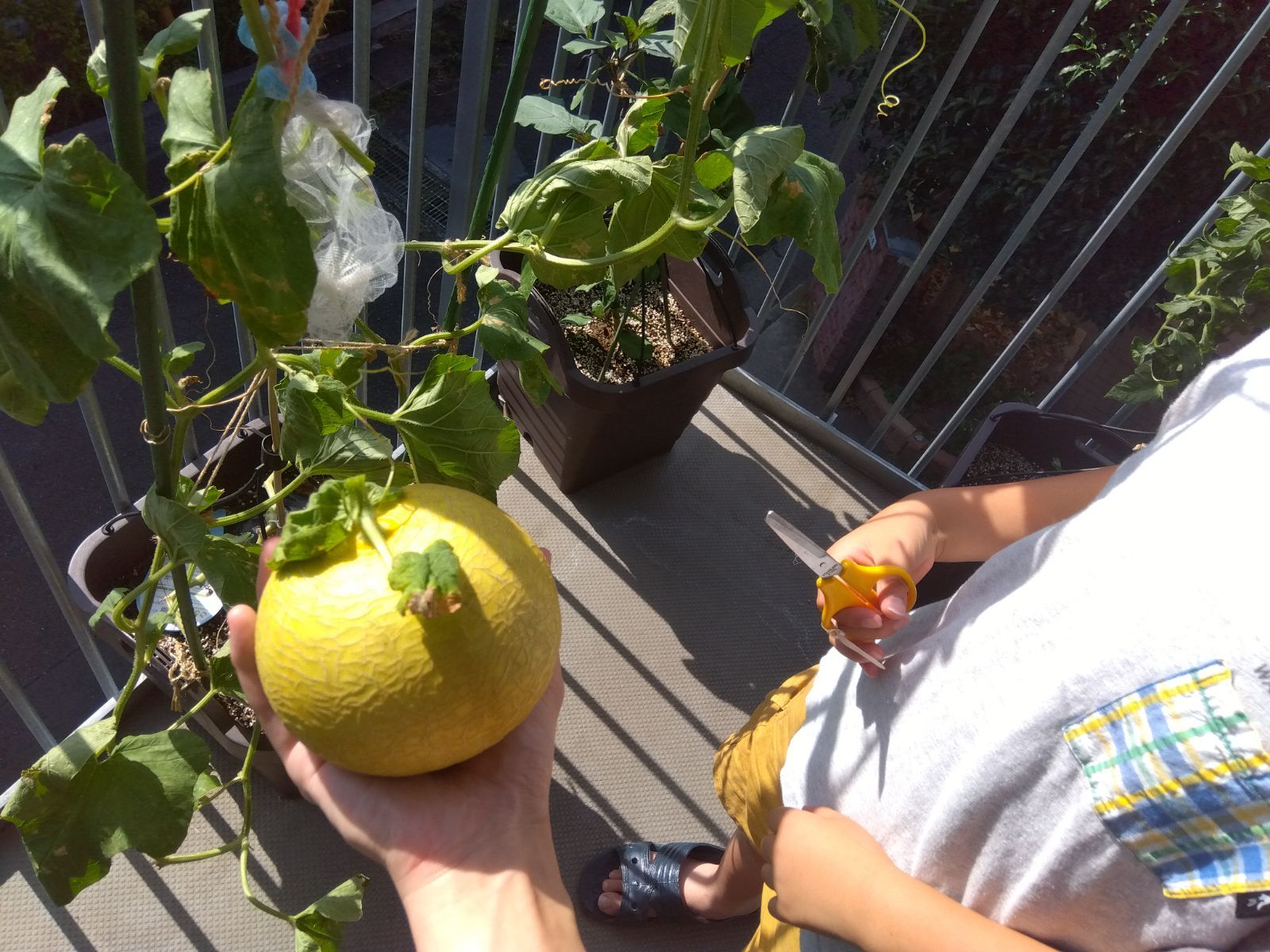 メロンを手に取る子ども