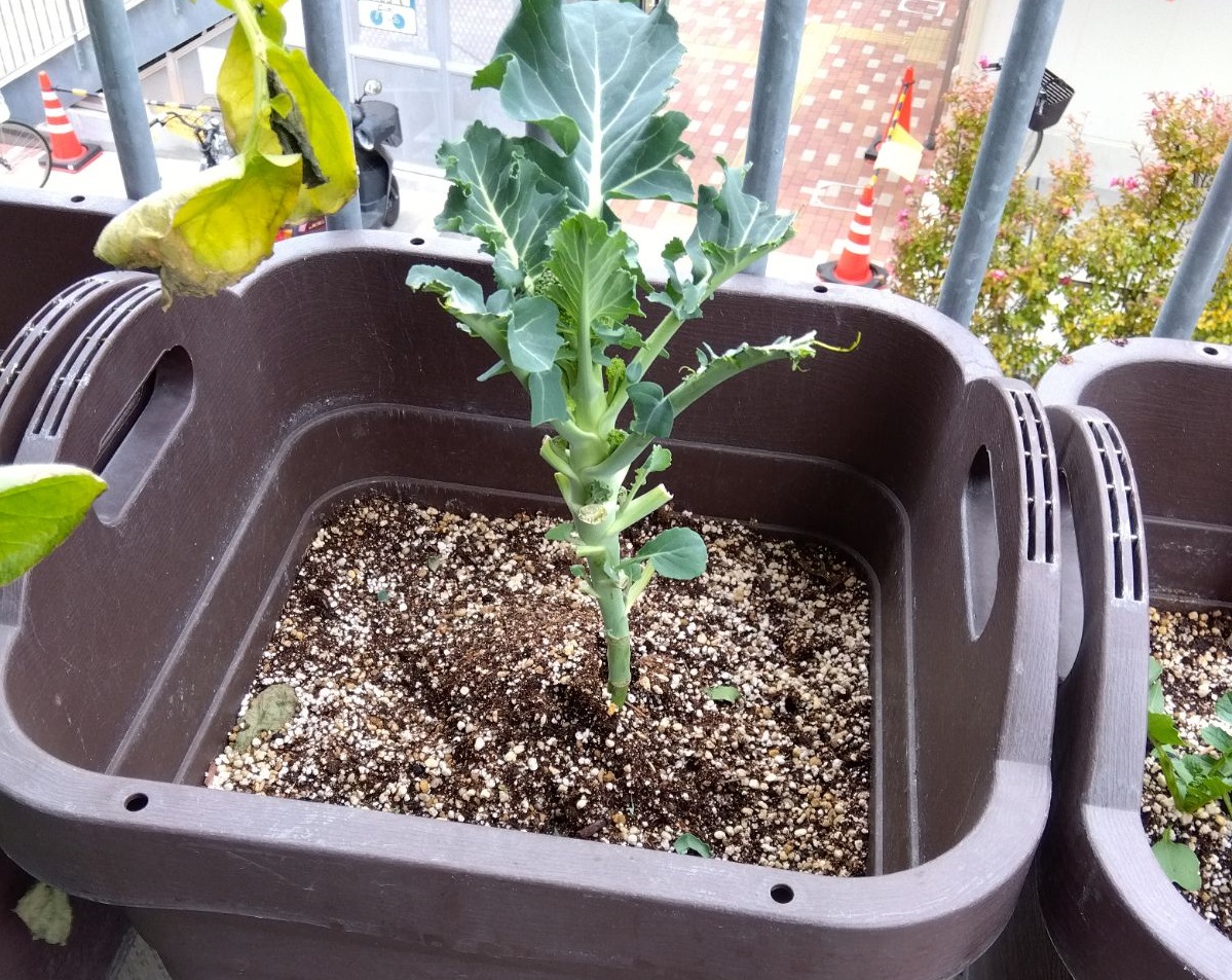 葉っぱが食べられてしまったブロッコリー