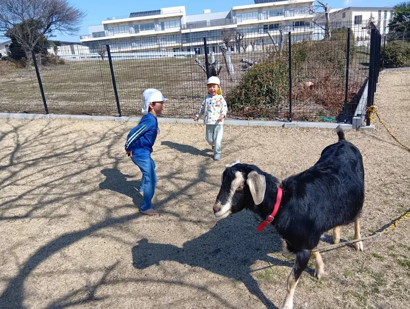 ヤギを見る子どもたち
