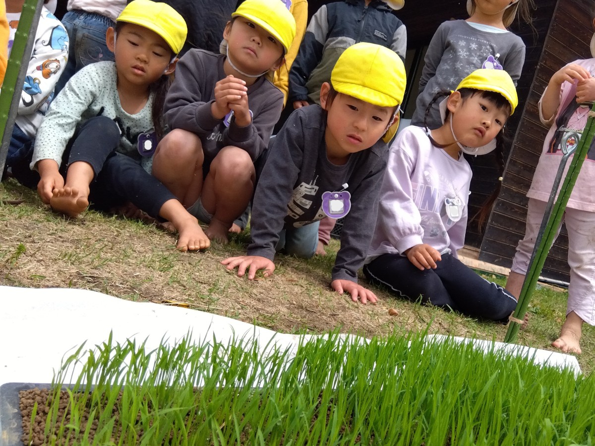 子ども達が少しずつ伸びてきている苗を観察している