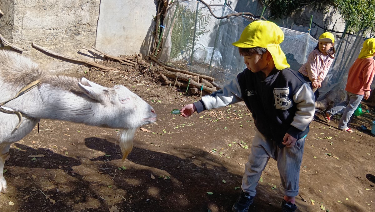 ヤギに餌をあげる子どもの様子