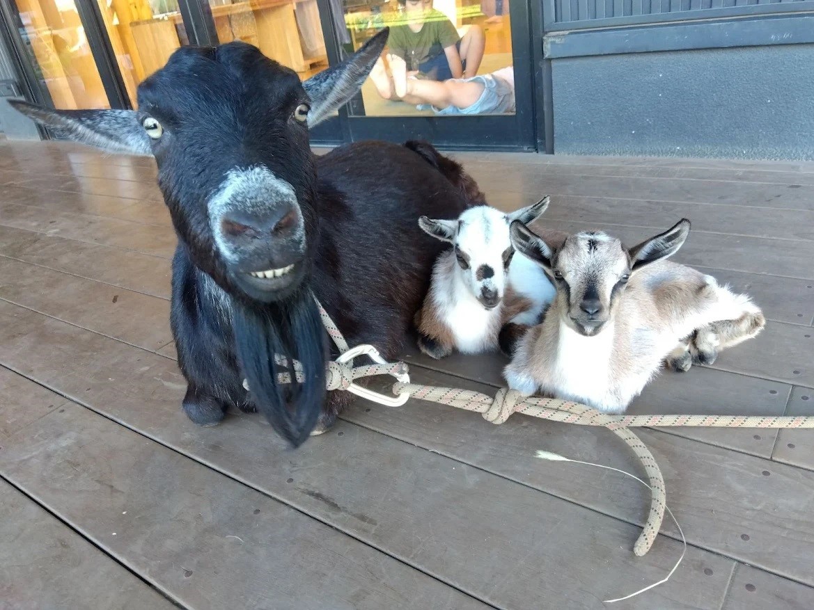 黒ヤギ1頭と白い子ヤギ2頭が座っている