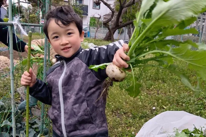 畑で子どもが自分たちで育てた蕪の収穫をしている