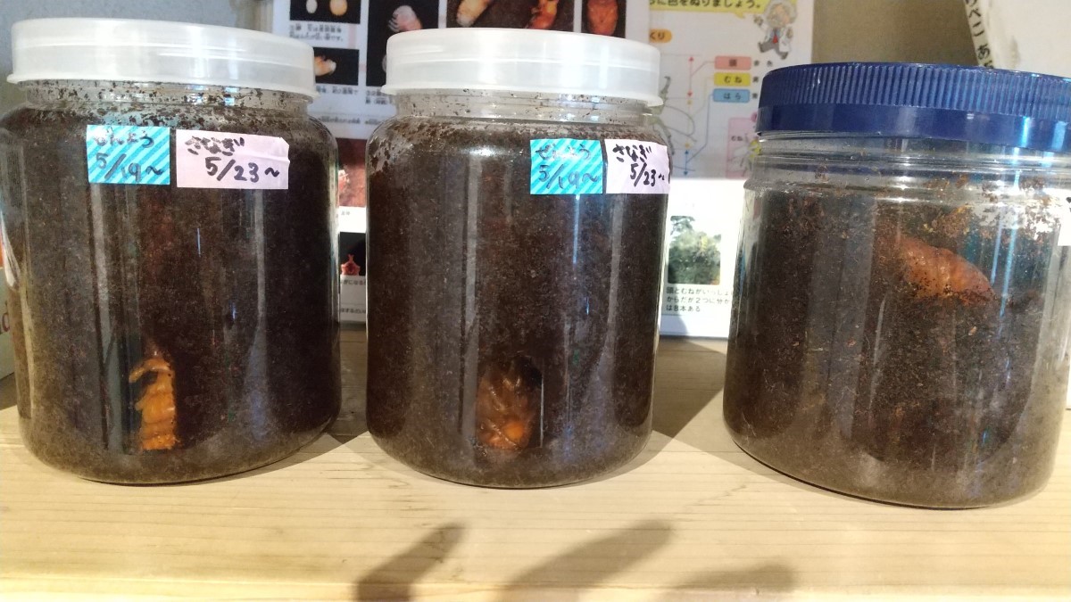 透明の瓶に入れられたカブトムシのさなぎ