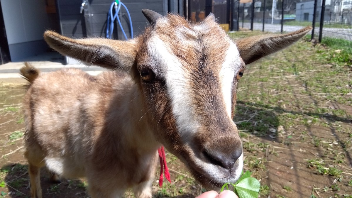 茶色と白のまだら模様のヤギ