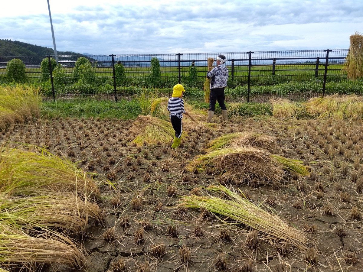 発達支援つむぎ 見附ルームの敷地内にある田んぼでの稲刈りの様子