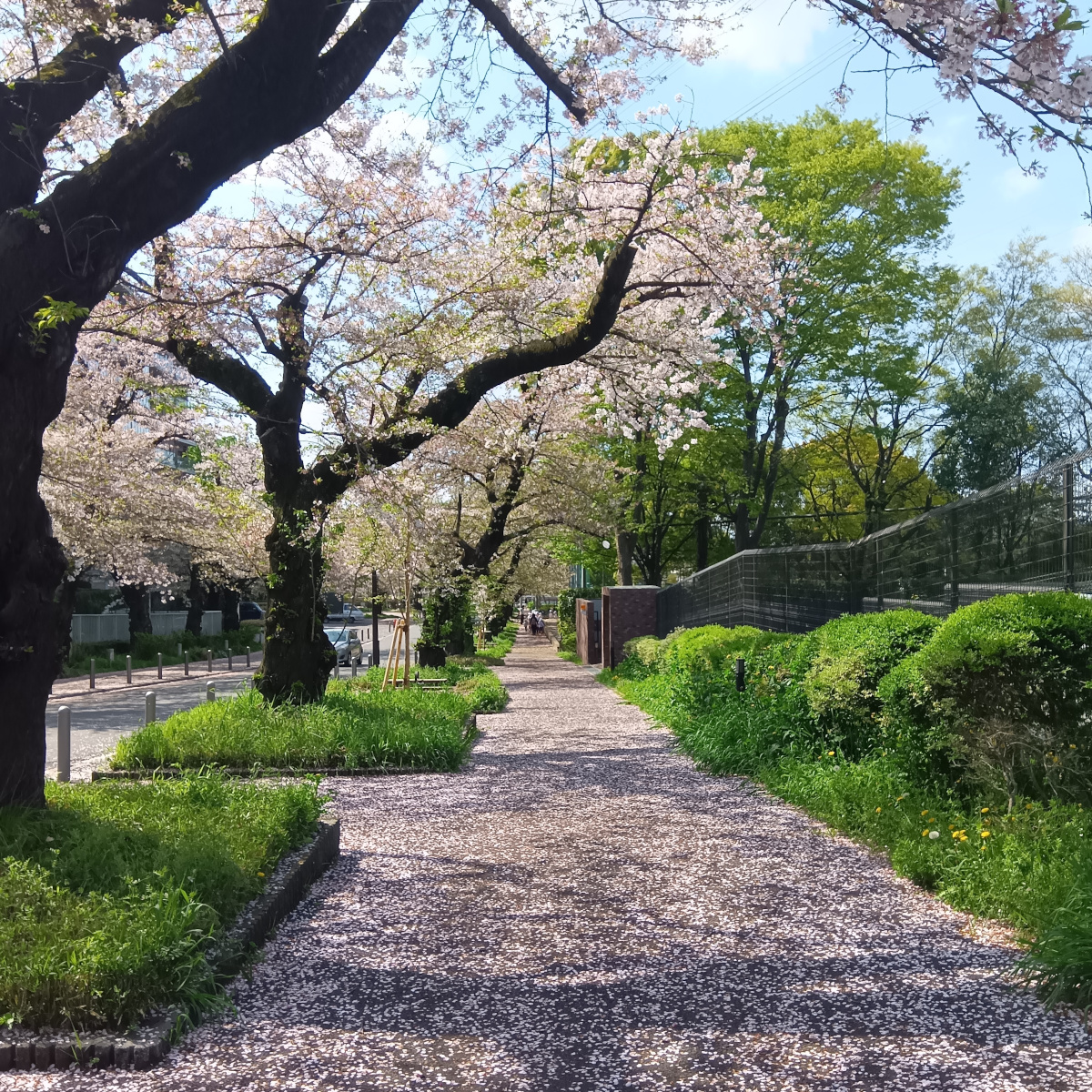桜並木