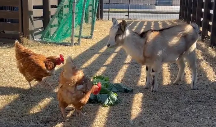 茶色の鶏2羽と、茶色と白のヤギ1頭