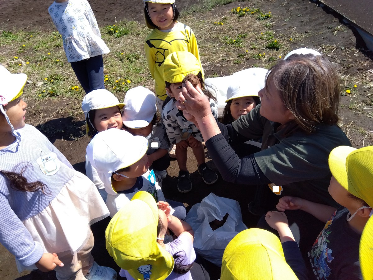 保育者が里芋の種芋を手に持ち、周りにいる子どもたちに種芋の上下の特徴を見せている