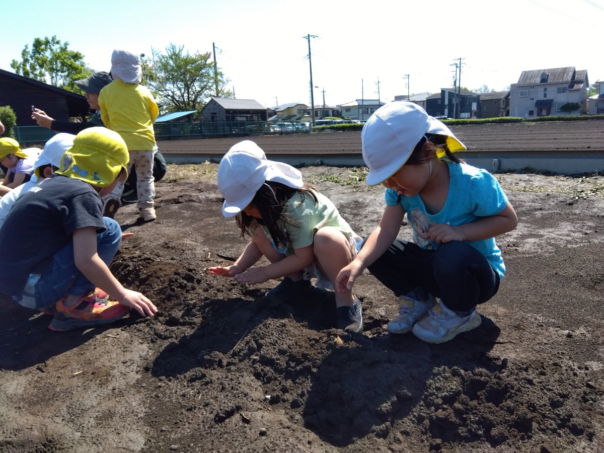 子どもたちが並んで種芋を植えている