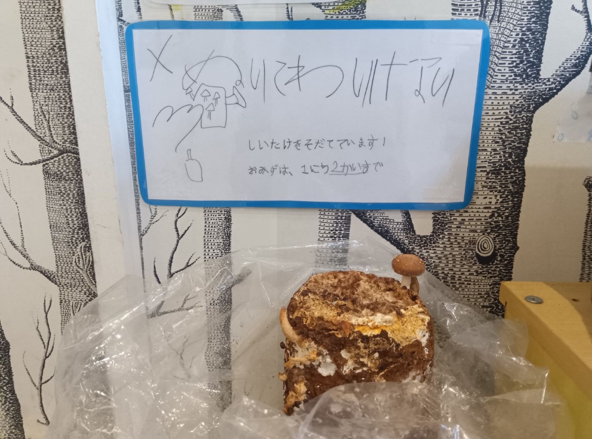 ぬいてはいけないの看板と室内で育てている椎茸