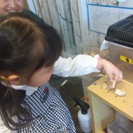 発達支援つむぎ 府中「ルームの中で野菜を育ててみよう!」