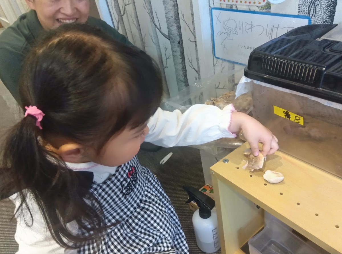 子どもが収穫した椎茸を並べている。