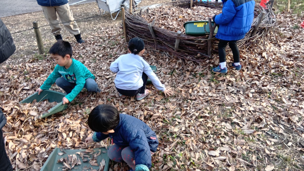 こどもたちは地面を覆う落ち葉の上にしゃがみ、手で落ち葉をつかんでテミを入れたり、テミを両手で持って落ち葉をすくったりしている